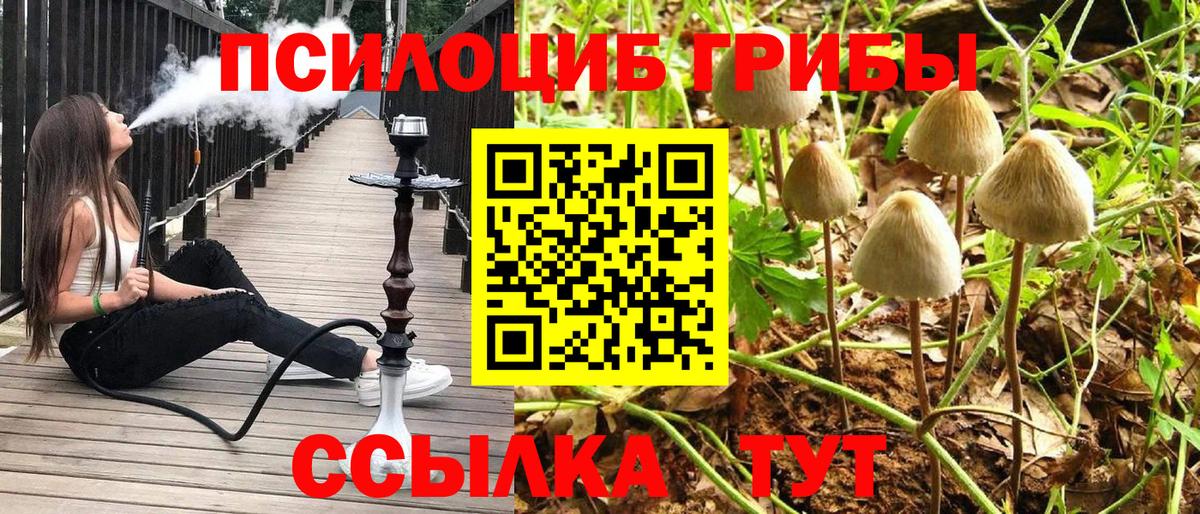 Псилоцибиновые грибы Cubensis Красный Сулин